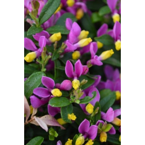 Polygala chamaebuxus 'Kamniski'  - Kamniski Chapparal Pea 