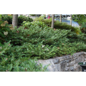 Cephalotaxus harringtonia 'Duke Gardens' - Duke Gardens Japanese Plum Yew