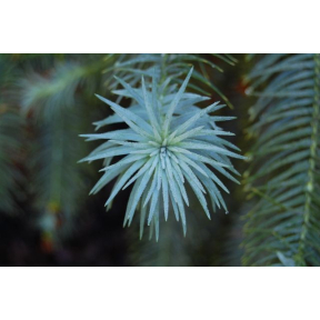 Cunninghamia lanceolata 'Glauca' - Blue China Fir