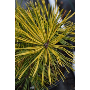 Pinus contorta 'Frisian Gold' - Frisian Gold Lodgepole Pine