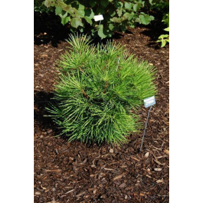 Sciadopitys verticillata 'Richie's Cushion' - Richie's Cushion Japanese Umbrella Pine