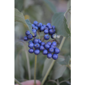 Cornus amomum - Silky Dogwood