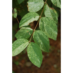 Deutzia scabra 'White Splash' - Variegated Rough Deutzia