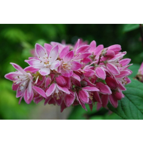 Deutzia x hybrida 'Magician' - Magician Hybrid Deutzia