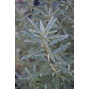 Hippophae rhamnoides 'Hergo' - Hergo Female Seabuckthorn