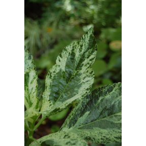 Hydrangea macrophylla 'Hatsushimo' - Hatsushimo Bigleaf Hydrangea