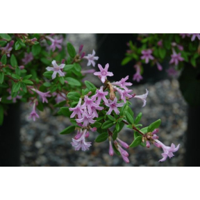 Leptodermis oblonga - Leptodermis