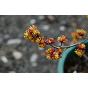 Lindera benzoin 'Rubra' - Red Flowered Common Spicebush