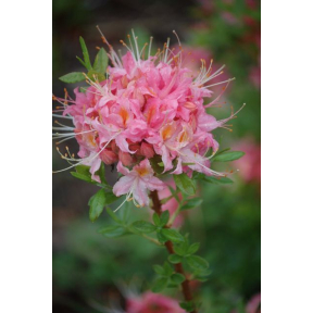 Rhododendron x 'Coastal Flame' - Coastal Flame Hybrid Azalea