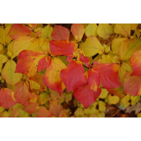 Rhododendron reticulatum - 