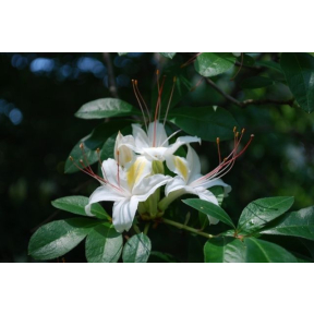 Rhododendron x 'Late Date' - Late Date Hybrid Azalea