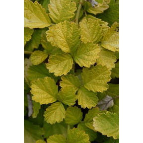 Rubus parvifolius 'Lemon Lace' - Lemon Lace Japanese Bramble