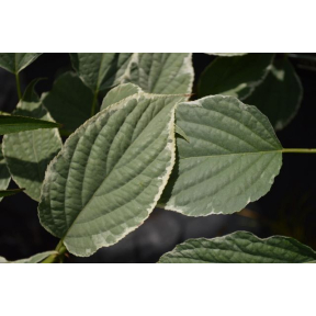 Stachyurus praecox 'Sterling Silver' - Sterling Silver Variegated Golden Spike Tail