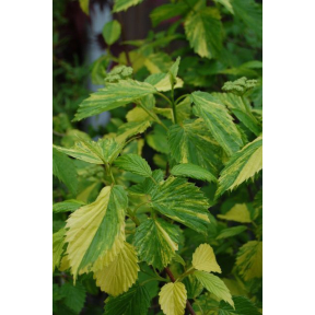 Viburnum dentatum 'Island Treasure' - Island Treasure Arrowwood Viburnum