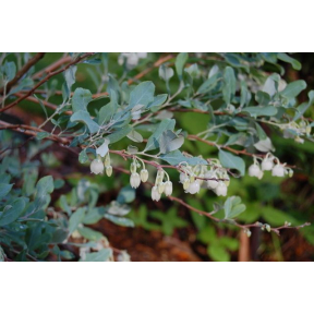 Zenobia pulverulenta 'Woodlanders Blue' - Woodlanders Blue Dusty Zenobia