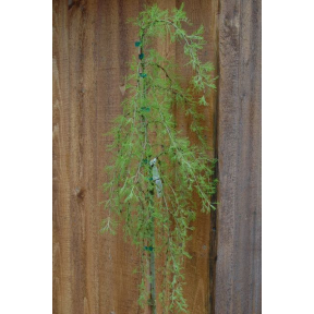 Caragana arborescens 'Walkeri' - Cutleaf Weeping Siberian Pea Shrub