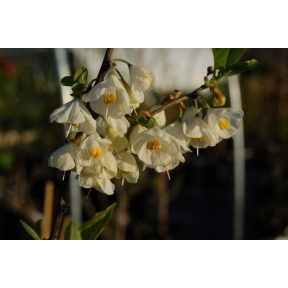 Halesia tetraptera 'UConn Wedding Bells' - UConn Wedding Bells Carolina Silverbell