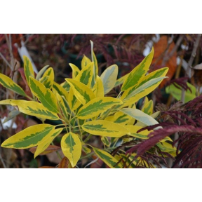 Magnolia virginiana var. australis 'Mardi Gras' - Mardi Gras Variegated Sweetbay Magnolia