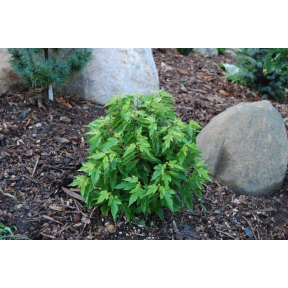 Morus rubra 'Super Dwarf' - Super Dwarf Red Mulberry