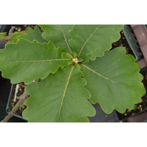 Quercus dentata 'Carl Ferris Miller'  - Carl Ferris Miller Emperor Oak