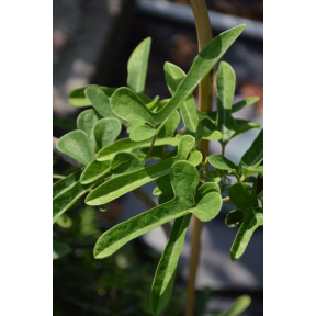 Aristolochia onoei - Onoei Pipe Vine