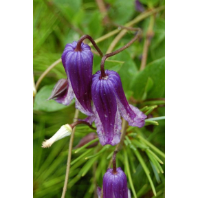 Clematis x 'Roguchi' - Roguchi Hybrid Clematis