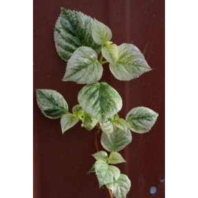 Hydrangea anomala ssp. petiolaris 'Early Light' - Early Light Climbing Hydrangea