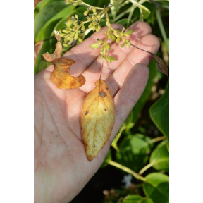 Schizophragma sp. aff mecalocarpa - Evergreen Hydrangea Vine