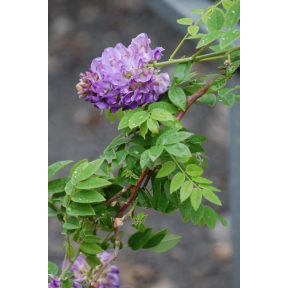 Wisteria frutescens 'Amethyst Falls' - Amethyst Falls American Wisteria