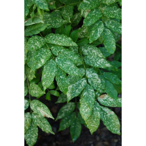 Wisteria floribunda 'Mon Nishiki' - Mon Nishiki Japanese Variegated Wisteria