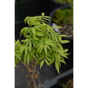 Wisteria sinensis 'Kofuji' - Miniature Chinese Wisteria