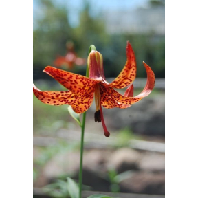 Lilium canadense 'Apple Red' - Apple Red Canada Lily
