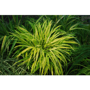Hakonechloa macra 'All Gold' - All Gold Hakone Grass