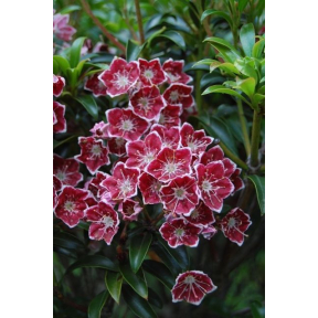 Kalmia latifolia 'Starburst' - Starburst Mountain Laurel