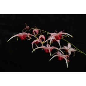 Epimedium x 'Pink Champagne' - Pink Champagne Fairy Wings