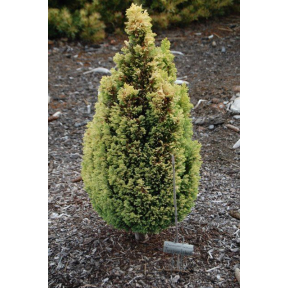 Chamaecyparis lawsoniana 'Treasure Island' - Treasure Island Lawson’s False Cypress 