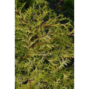 Chamaecyparis obtusa 'Kamarachiba' - Kamarachiba Hinoki Cypress