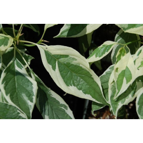Cornus controversa 'Variegata' - Variegated Giant Dogwood