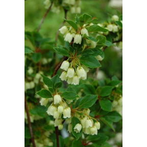 Enkianthus campanulatus 'Albiflorus' - White Flowered Redvein Enkianthus
