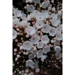 Kalmia latifolia 'Elf' - Elf Mountain Laurel