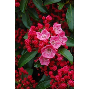 Kalmia latifolia 'Sarah' - Sarah Mountain Laurel