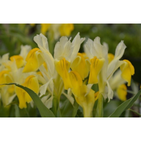 Iris bucharica - Corn Leaf Iris