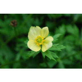 Trollius laxus - Eastern Globeflower