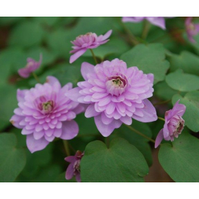 Anemonella thalictroides 'Shoaf's Double' - Shoaf's Double Rue Anemone