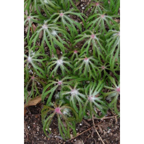 Syneilesis aconitifolia - Shredded Umbrella Plant