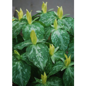 Trillium luteum - Yellow  Trillium