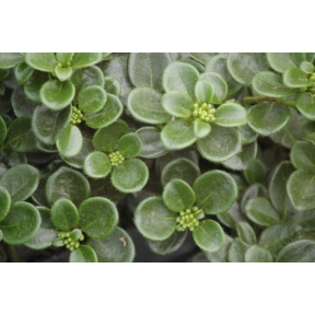 Lonicera crassifolia - Cute Groundcover Honeysuckle