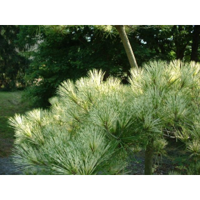 Pinus densiflora 'Oculus Draconis' - Dragon Eye Japanese Red Pine