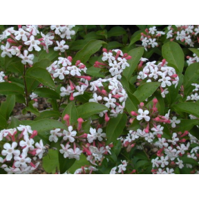 Abelia mosanensis - Hardy Abelia