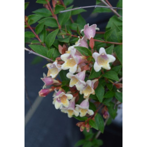 Abelia x grandiflora 'Mindou1’ Sunny Anniversary® PP 24445 - Sunny Anniversary® Glossy Abelia